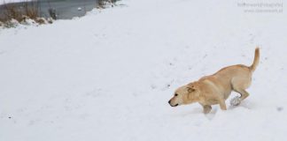 Hund im Schnee