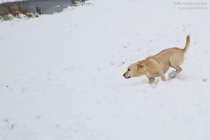 Hund im Schnee