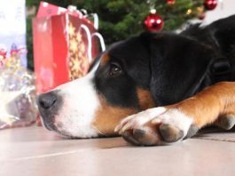 Hund Weihnachten