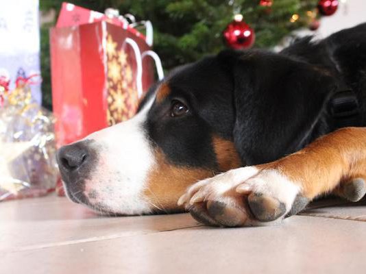 Partnersuche fur hundehalter