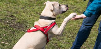 Hundeplatz Pfoten