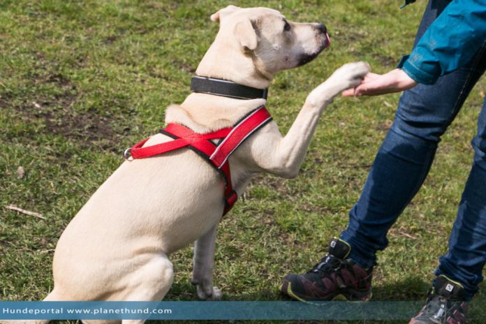 Hundeplatz Pfoten