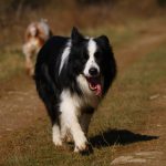 Border Collie hechelt läuft