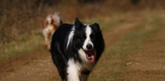 Border Collie hechelt läuft