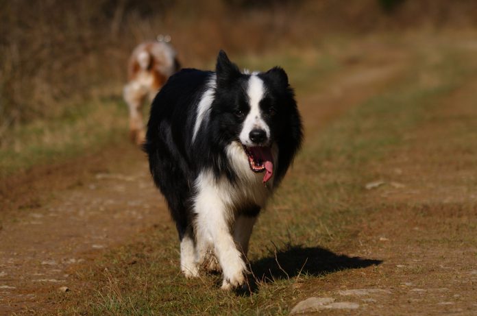 Border Collie hechelt läuft