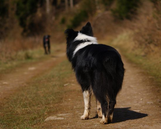 Hunde kommunizieren Körpersprache.