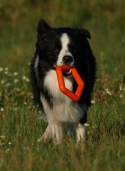 Sieht so etwa ein erlernt hilfloser Hund aus?