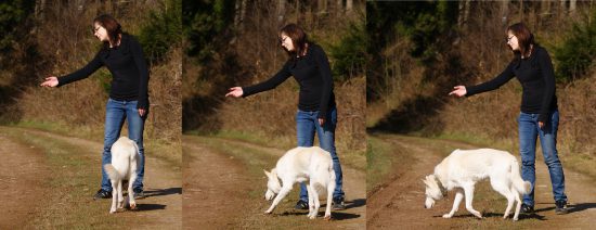 Weg schicken Hund