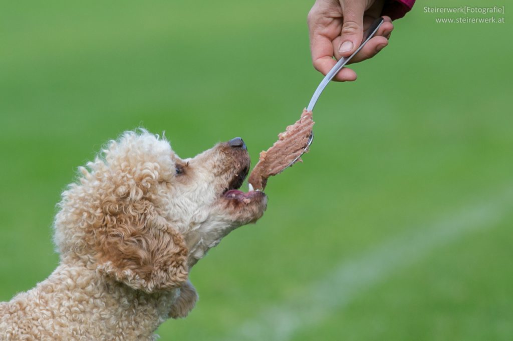 Hundefütterung Hund