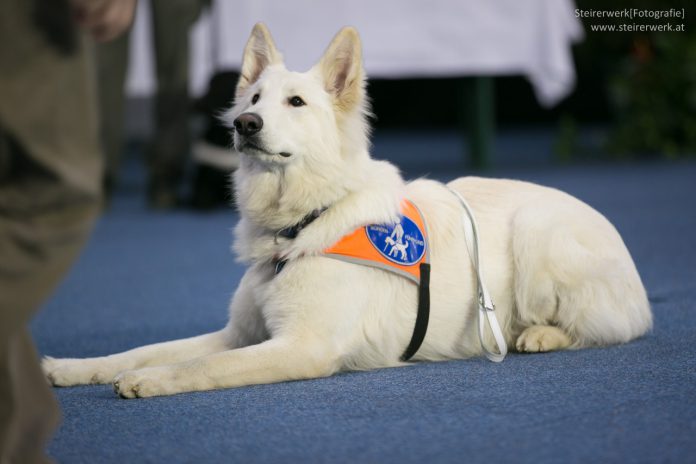 Assistenzhund Blindenhund