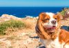 Urlaub Hund Frankreich