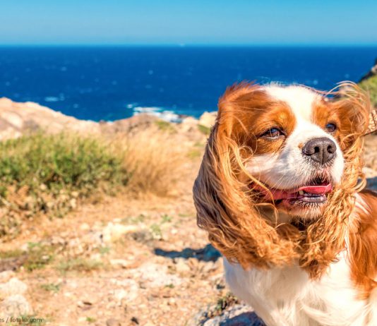 Urlaub Hund Frankreich