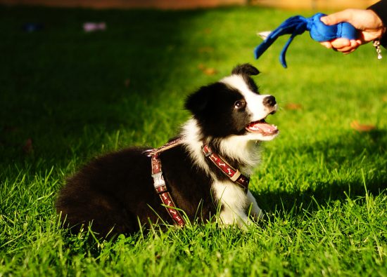 Border Collie Welpe Spielzeug Kong