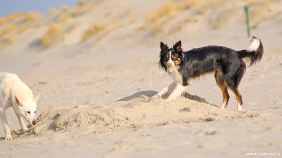 Hundefreundliche Strände Deutschland