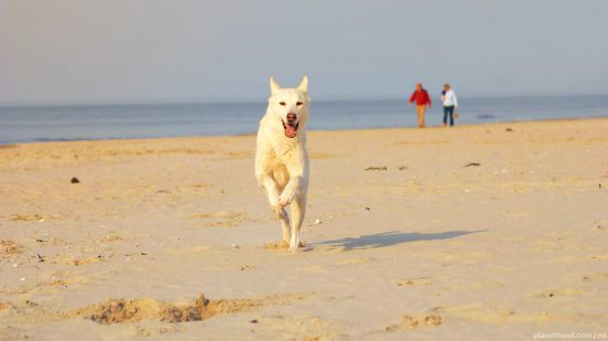 Nordsee Strand Hund