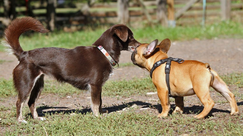 Welpe Hund Konflikt