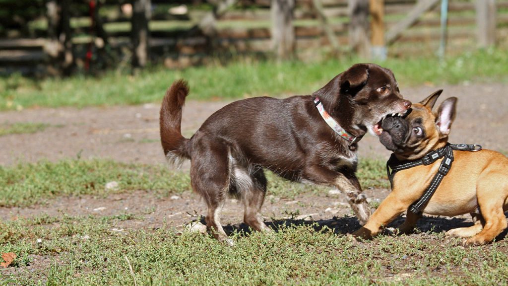 Hund beißt Welpen