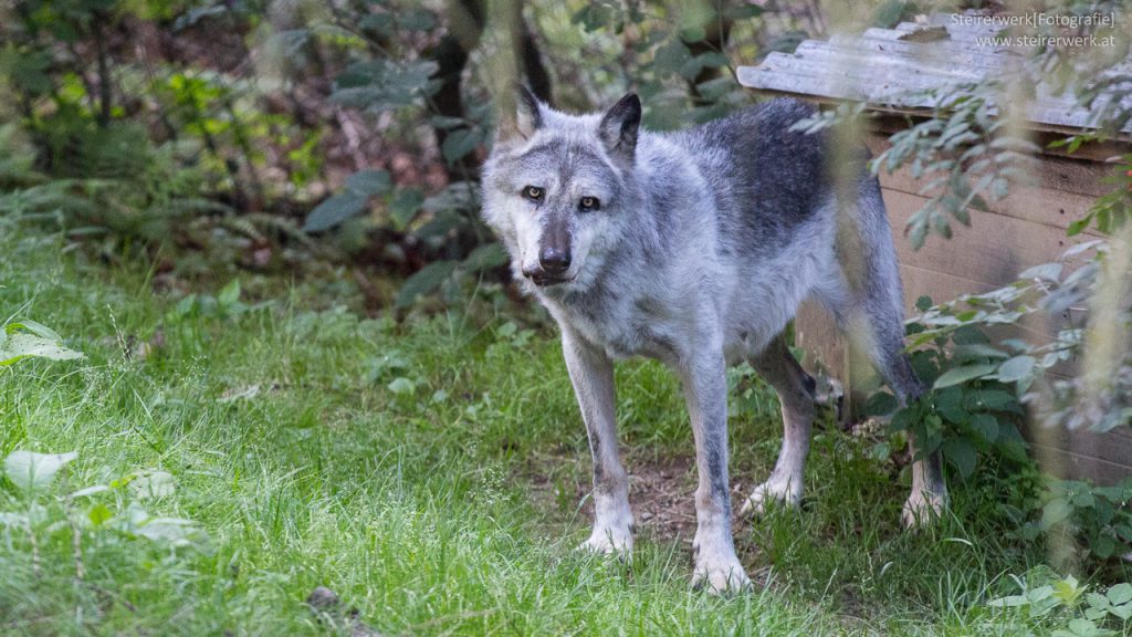 Mähnenwolf Tierwelt Herberstein