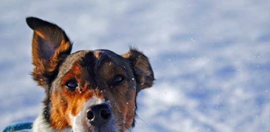 Hundekrankheiten Ratgeber &amp; Tipps im Hundemagazin Hund