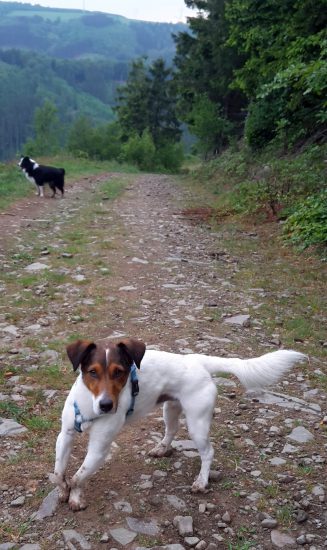 Terriermix auf Wanderung