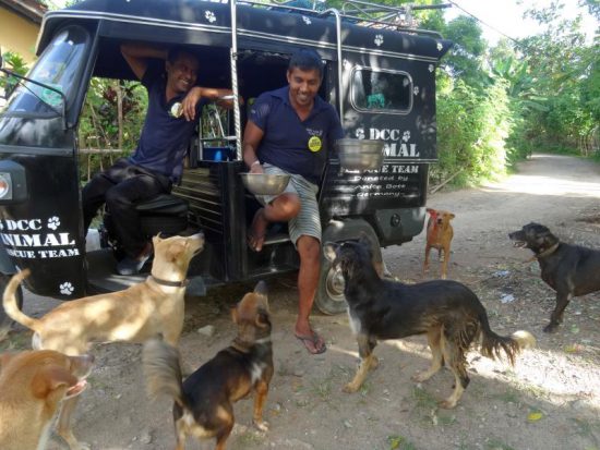 Straßenhunde Fütterung in Sri Lanka