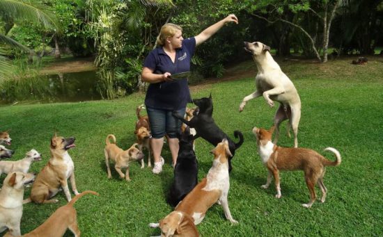 Straßenhunde in der Dog Care Clinic