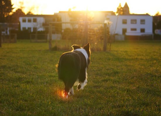 Hund Barney Sonnenuntergang