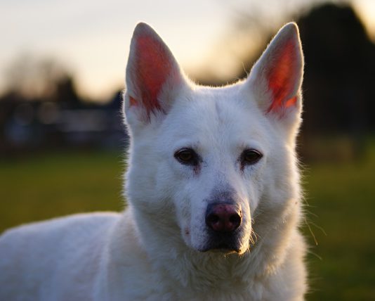 Schnuppe Portrait Abendsonne