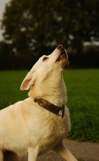 Hund Schnuppe bellt