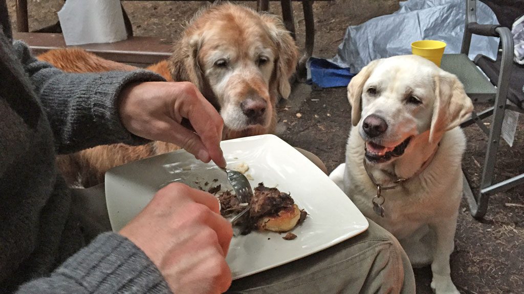 Camper isst und die Hunde sehen zu