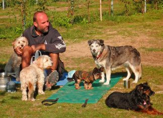 Camping mit Hunde in Salzburg