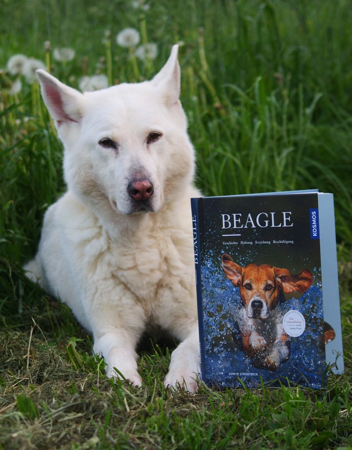 Die "beaglephile" Schnuppe