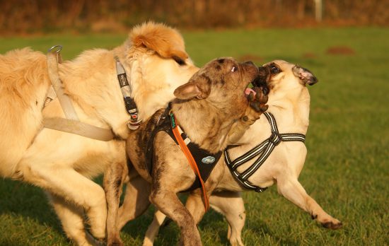 Französische Bulldogge Mops Golden Spiel