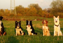 Gruppenbild Hunde