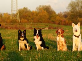 Gruppenbild Hunde