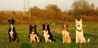 Gruppenbild Hunde