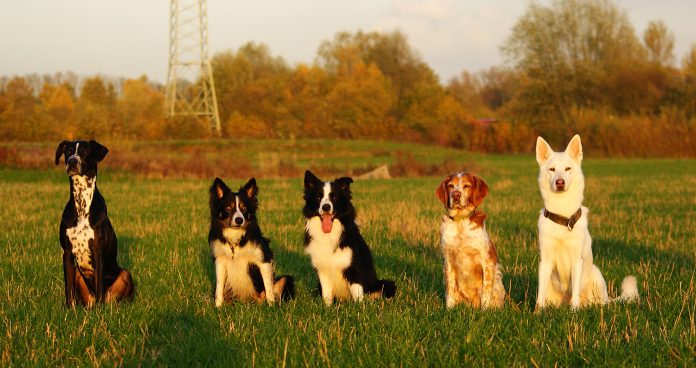 Gruppenbild Hunde