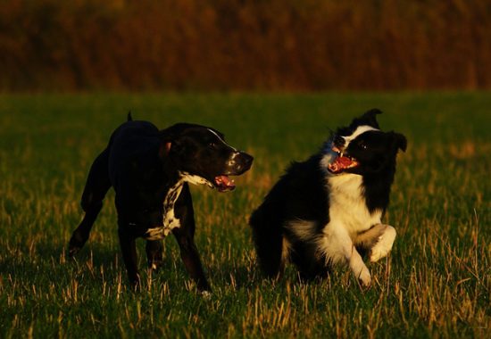 Hunde kommunizieren