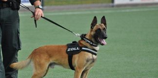 Zollhund