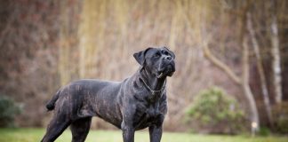 Cane Corso Italiano