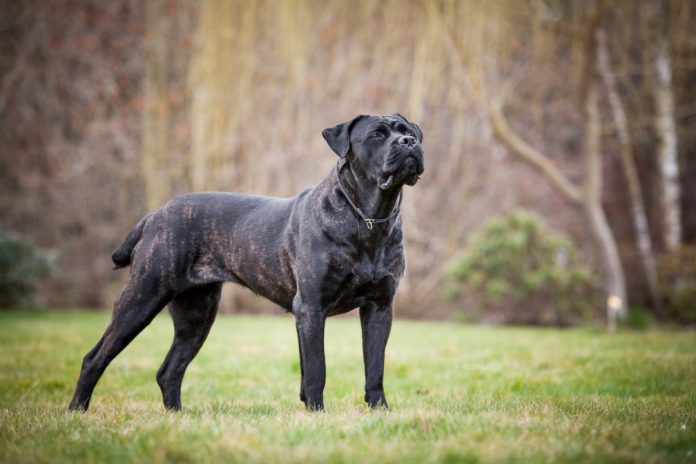 Cane Corso Italiano