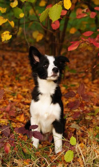 Hund sitzt im Herbst auf bunten Blättern