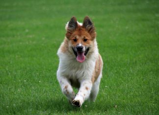 Welpen- und Junghundeerziehung: Höher, schneller, weiter Junghund