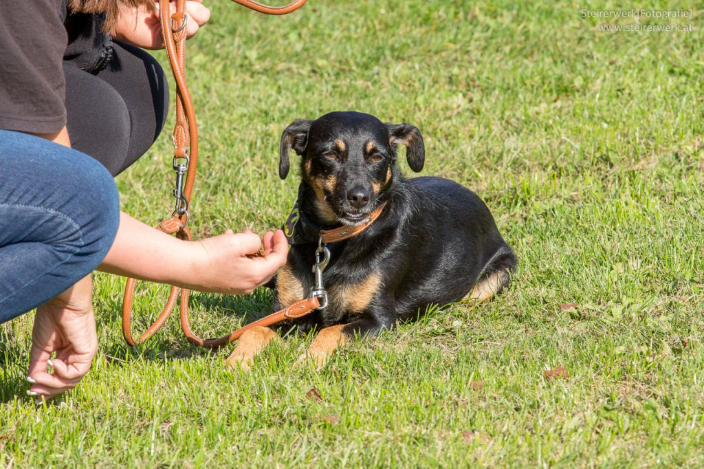 Hund Gassi gehen