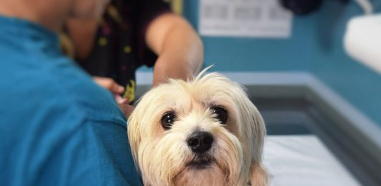 Hundekrankheiten Ratgeber &amp; Tipps im Hundemagazin Hund