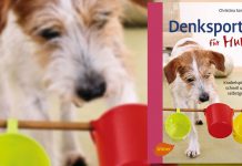 Denksport für Hunde