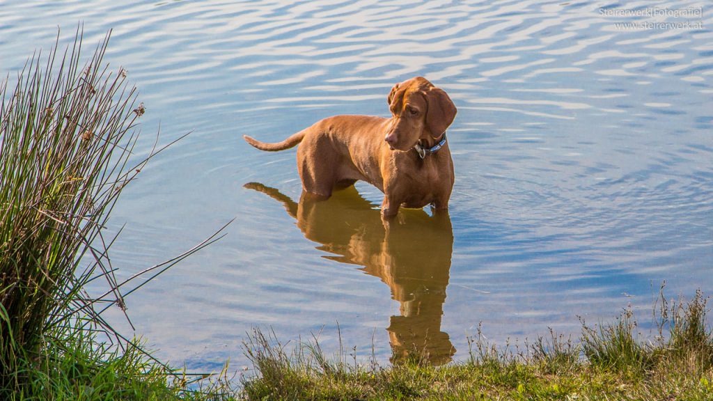 Hund im Wasser beim Österreich-Urlaub