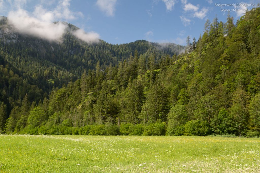 Wiesen & Wälder in Österreich