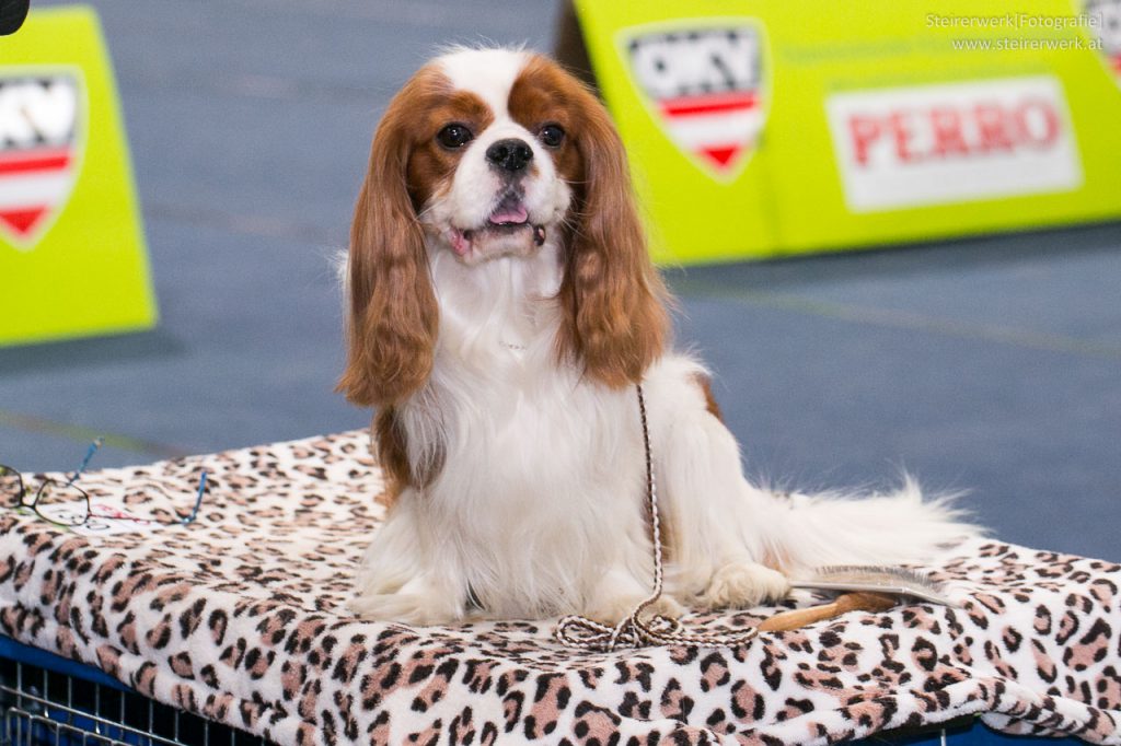 Cavalier King Charles Spaniel auf der Hundeausstellung