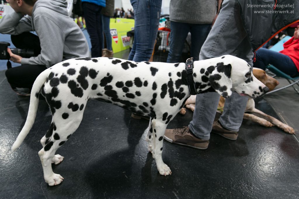 Dalmatiner Hundeausstellung